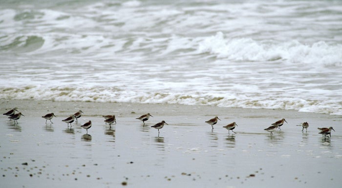 Goosewing Beach Preserve