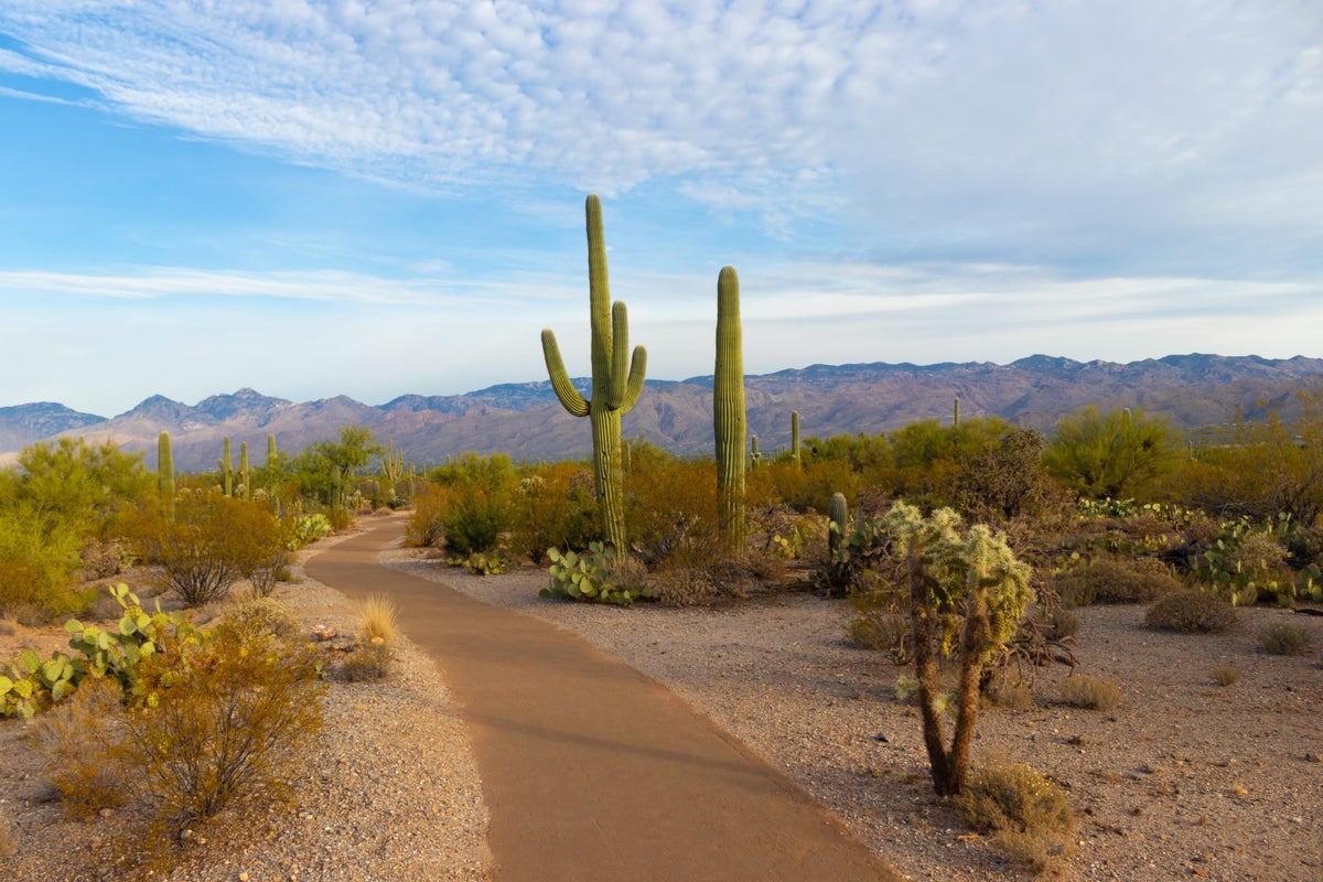 The Ultimate Guide to Saguaro National Park — Best Things to Do, See & Enjoy!