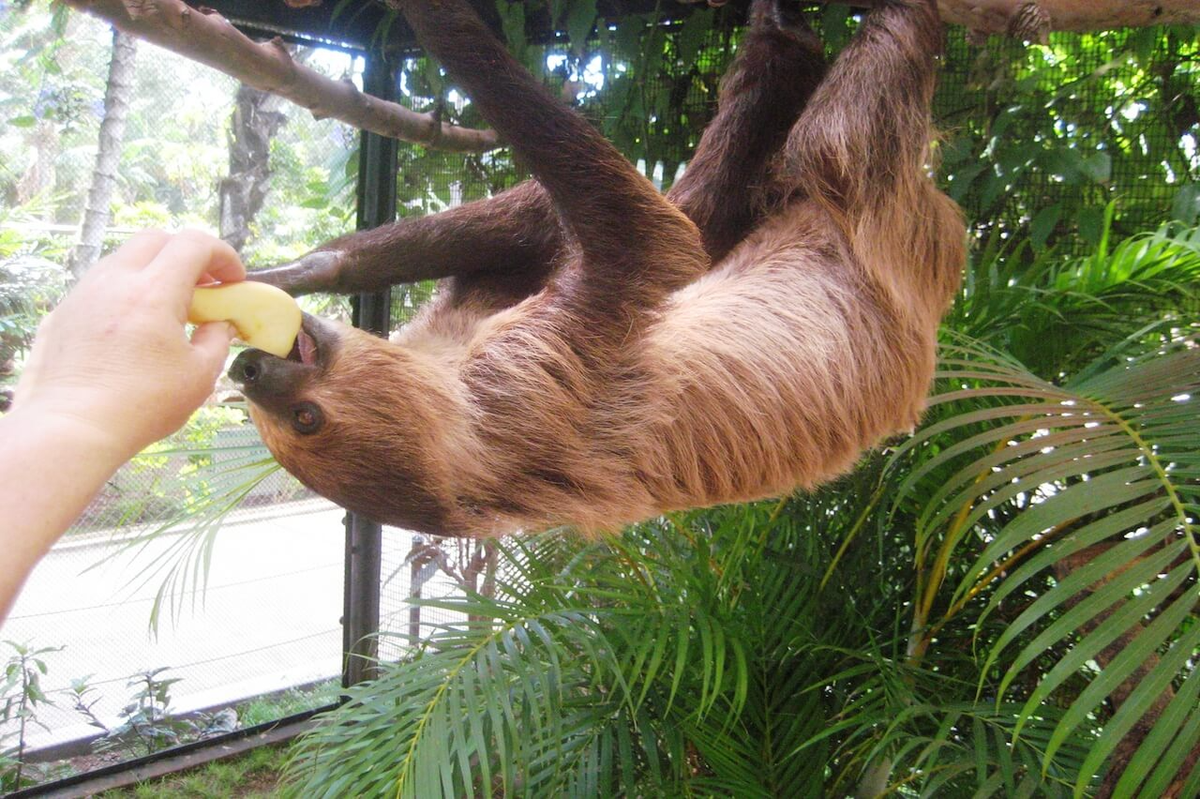 Honolulu Zoo Sloth