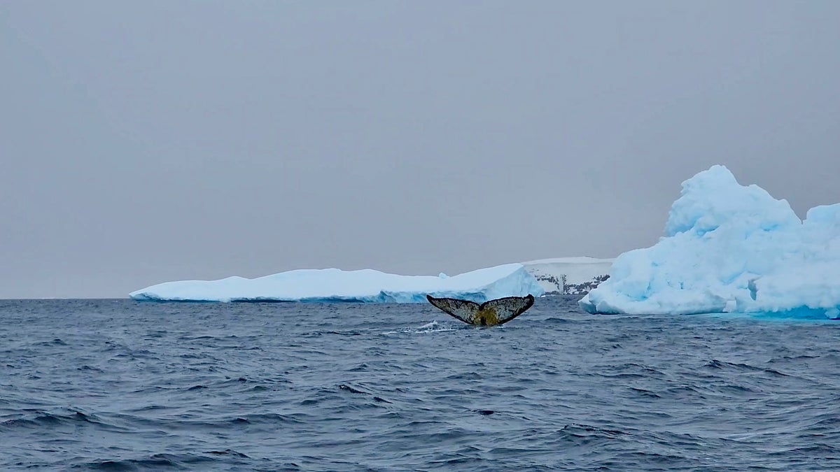 Humpback whale Antarctica