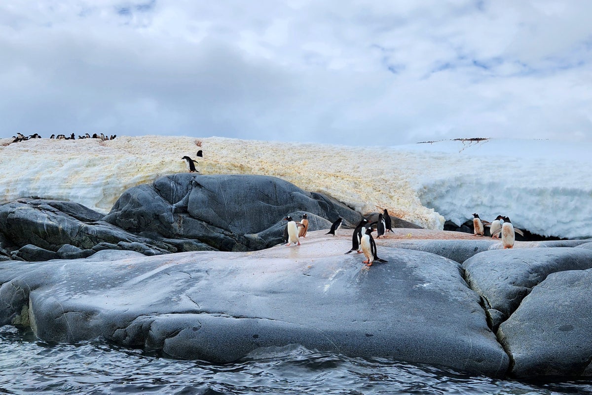 Ocean Endeavour penguin cruise