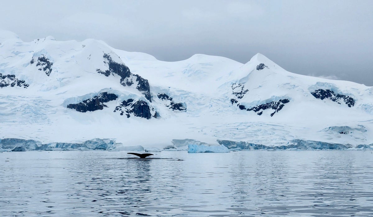 Ocean Endeavour whale watching