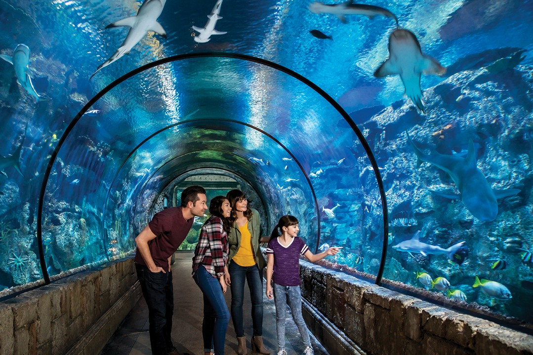Shark Reef Aquarium Madalay Bay Las Vegas