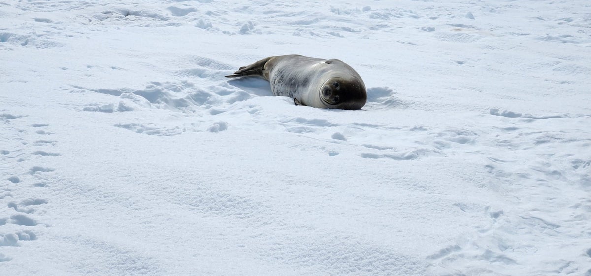 Weddell seal Antarctica