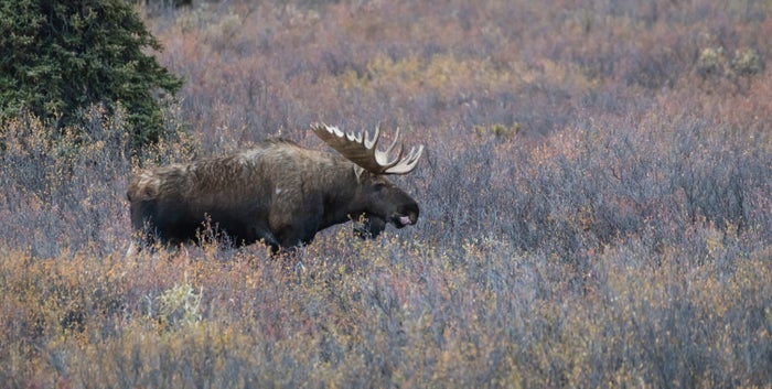 Bull Moose in Denali National Park