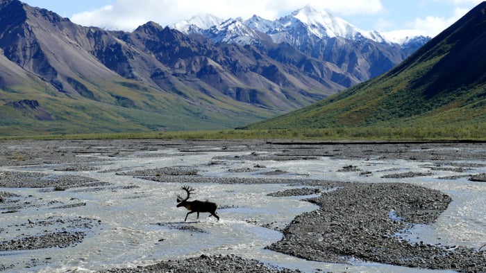 Denali National Park Alaska US