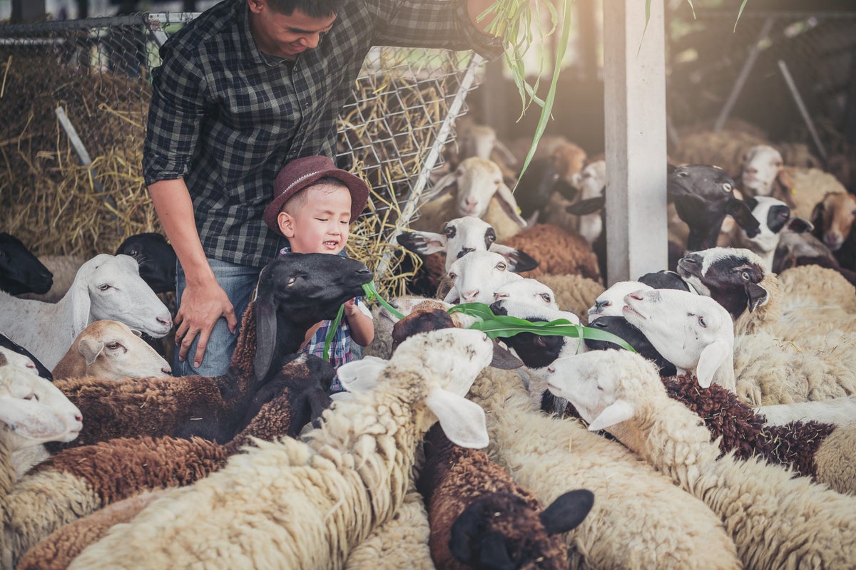 A young boy is surrounded by goats as he feeds them greens. His dad is in standing behind him.