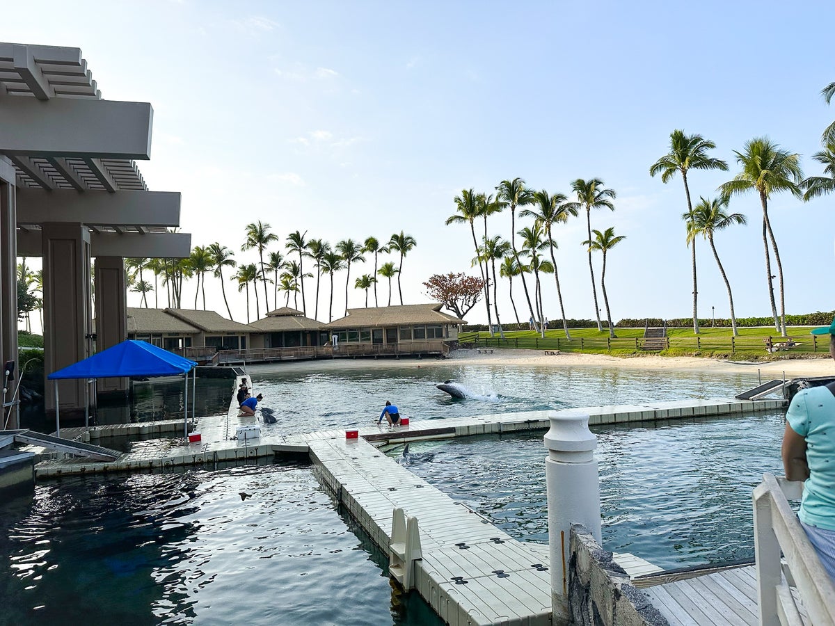 Hilton Waikoloa Village dolphin habitat