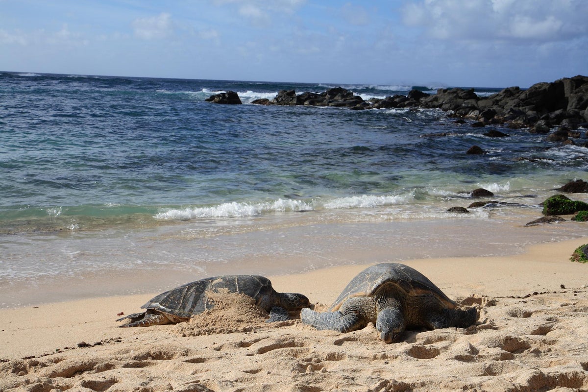 Laniakea Beach turtles