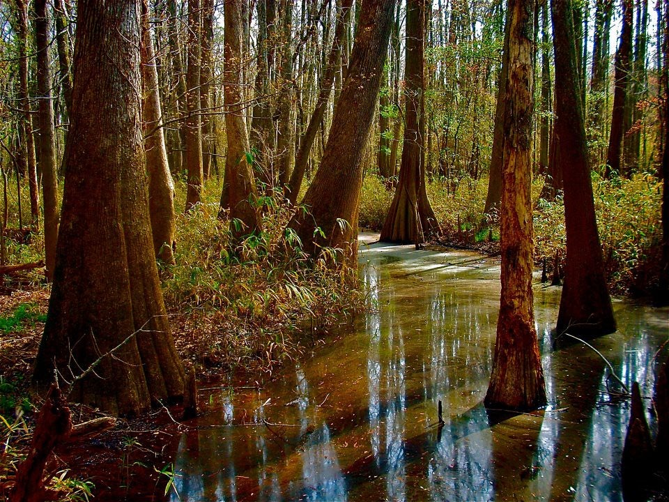 Congaree National Park for Fall Colors