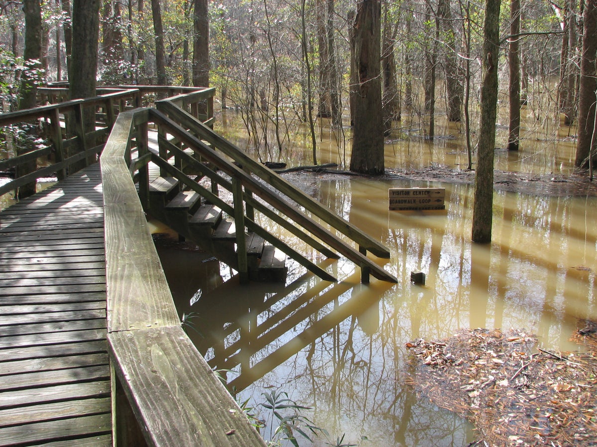 Congaree National Park Elevated Boardwalk Flooded