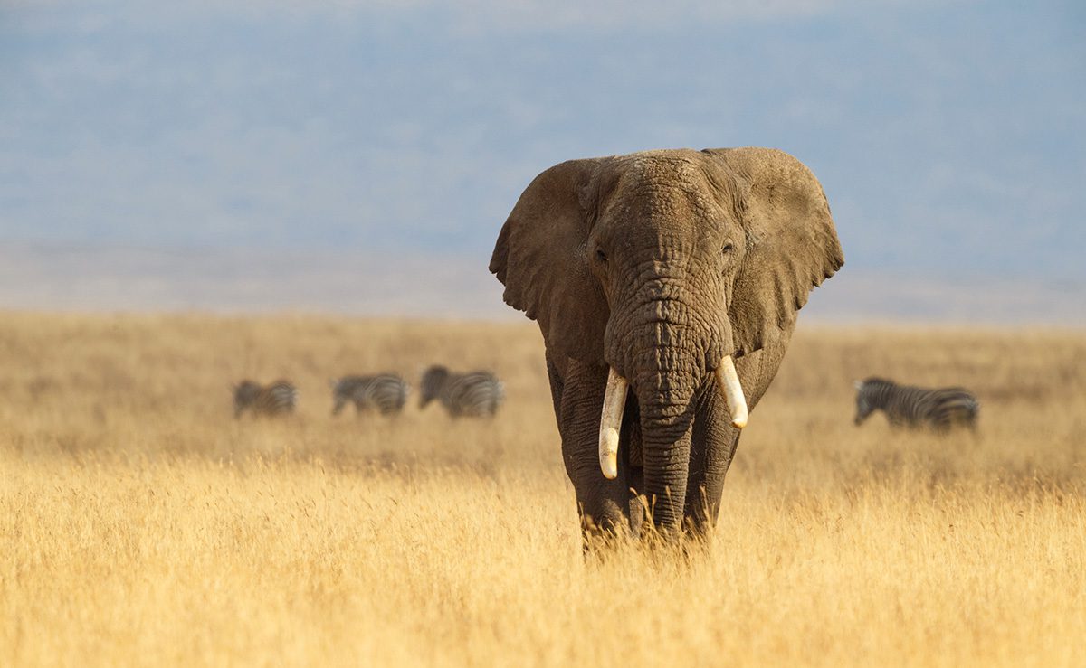 An elephant with tusks walking toward the camera. Four zebras in the background.