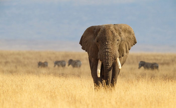 An elephant with tusks walking toward the camera. Four zebras in the background. An elephant with tusks walking toward the camera. Four zebras in the background.