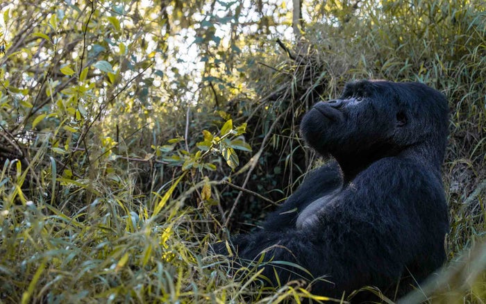 Gorilla trekking with Volcanoes Safaris. Gorilla trekking with Volcanoes Safaris.