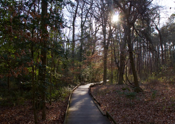 Hiking Congaree National Park