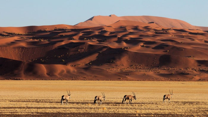 Oryx Walking in Sossusvlei Namibia Oryx Walking in Sossusvlei Namibia