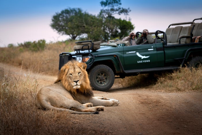 A lion lays in front of a branded &Beyond safari vehicle.