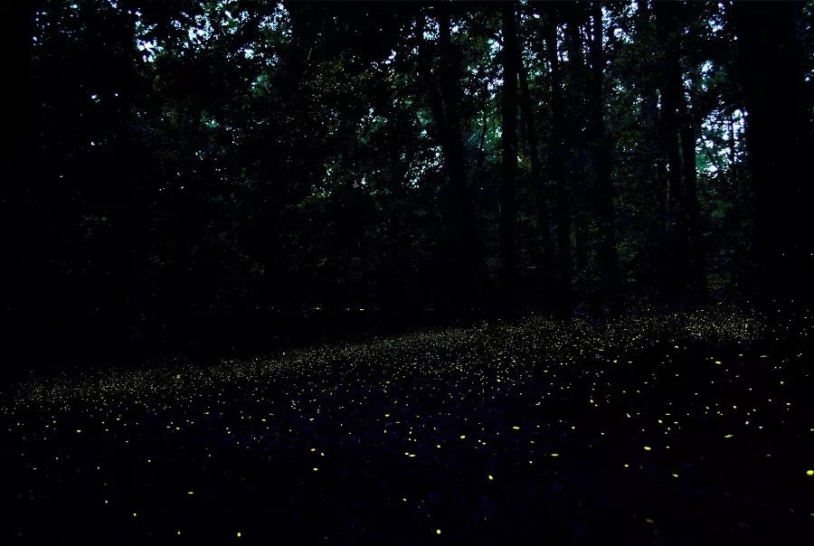 Synchronous Fireflies at Congaree