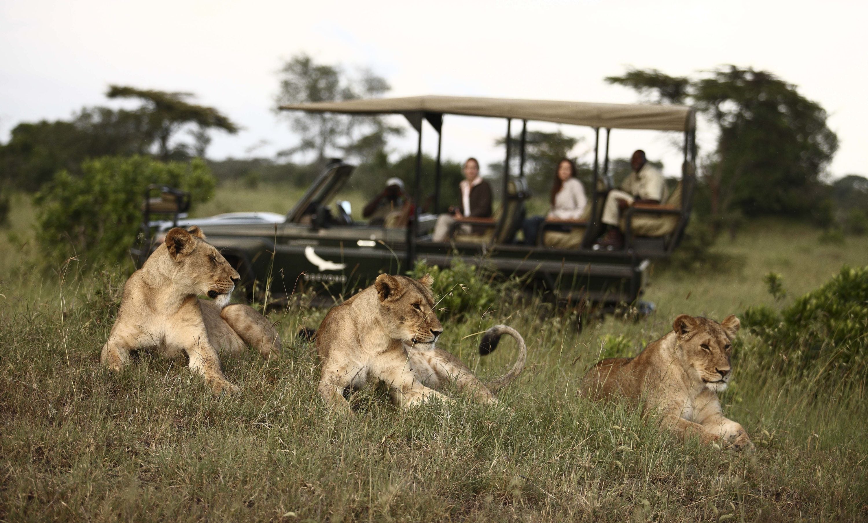 3 lions rest in front of safari-goers at Tanzania's Kleins Camp by &Beyond.