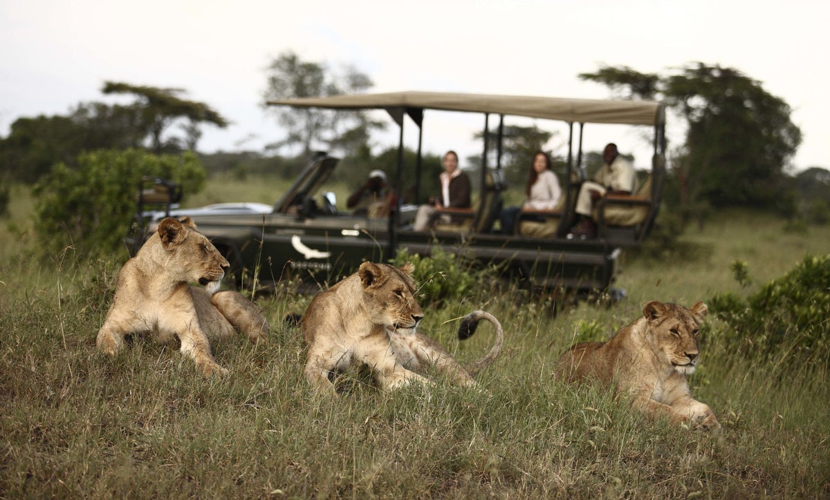 2024 African Safari Adventure Guide (All You Need To Know)