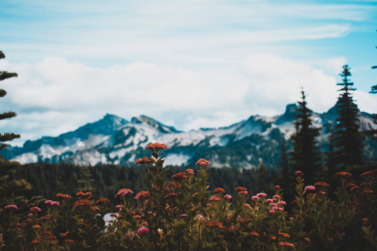 Wildflower Viewing Mount Rainier National Park