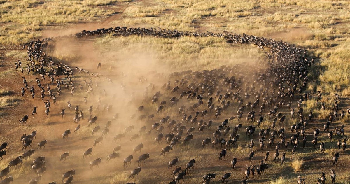 An aerial photo of the great migration in Kenya.