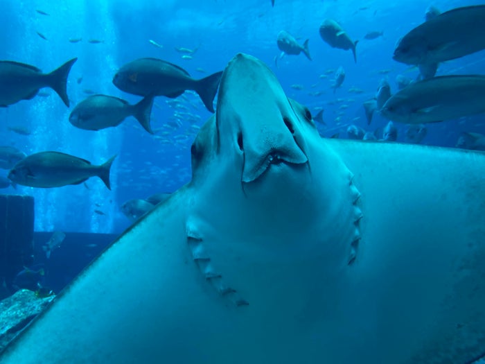 A Manta Ray at Ambassador Lagoon A Manta Ray at Ambassador Lagoon