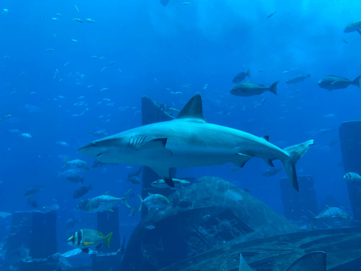 Atlantis Ambassador Lagoon Sharks