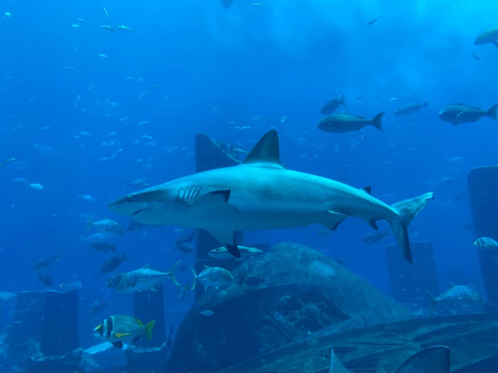 Atlantis Ambassador Lagoon Sharks Atlantis Ambassador Lagoon Sharks