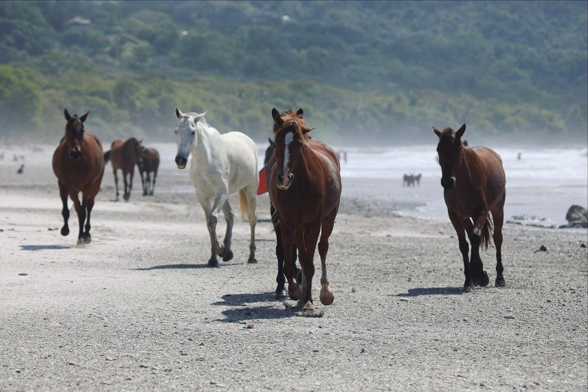 Horses run along a beach