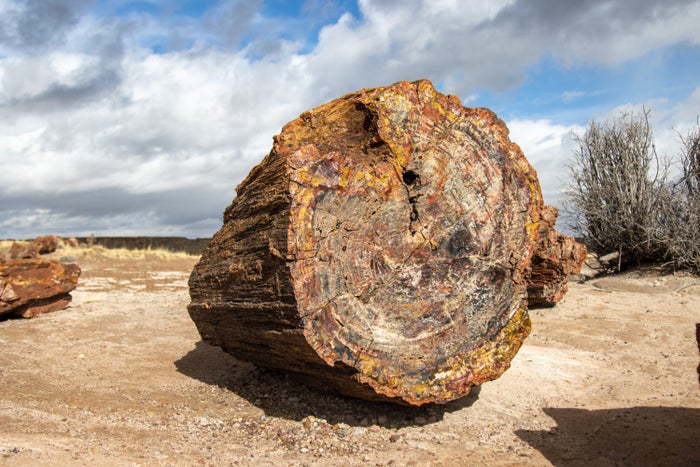 Petrified Forest National Park AZ USA Petrified Forest National Park AZ USA