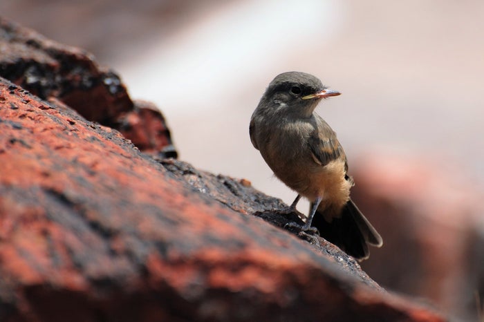 Petrified Forest National Park for Wildlife Petrified Forest National Park for Wildlife
