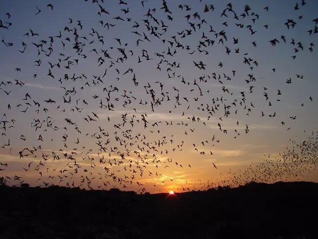 Bat Flight Program Bat Flight Program