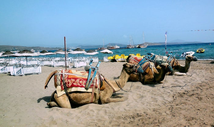 Camel Beach Camel Beach