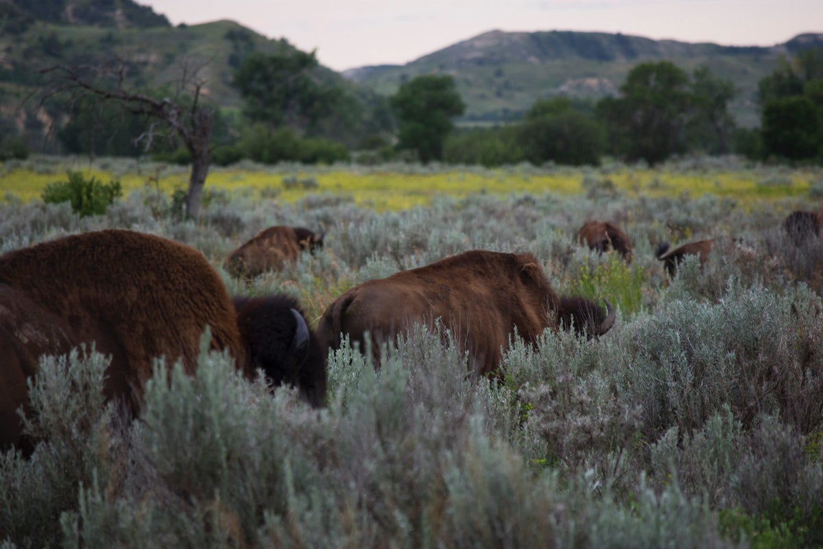 Herd of Bison Theodore Roosevelt National Park