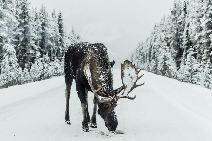 Jasper National Park Canada
