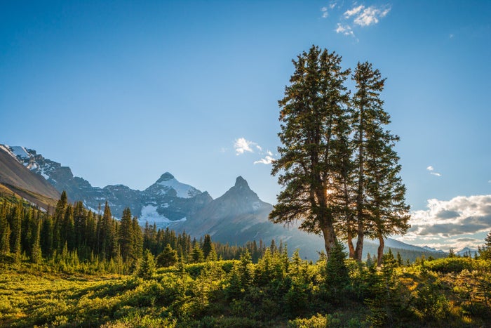 The Ultimate Guide to Jasper National Park — Best Things To Do, See & Enjoy!