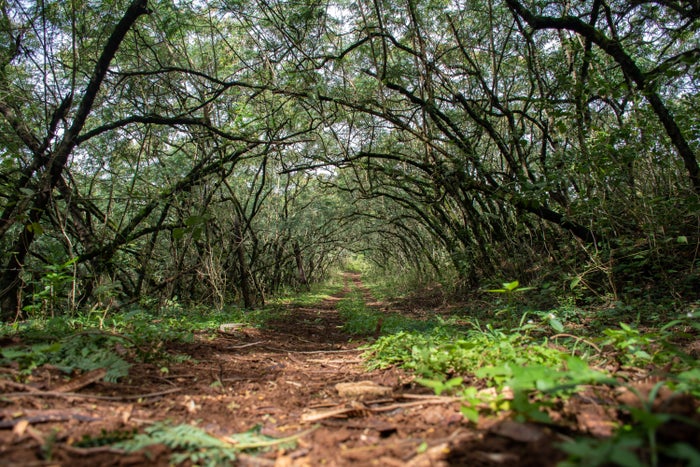 Kahuku Unit Kahuku Unit