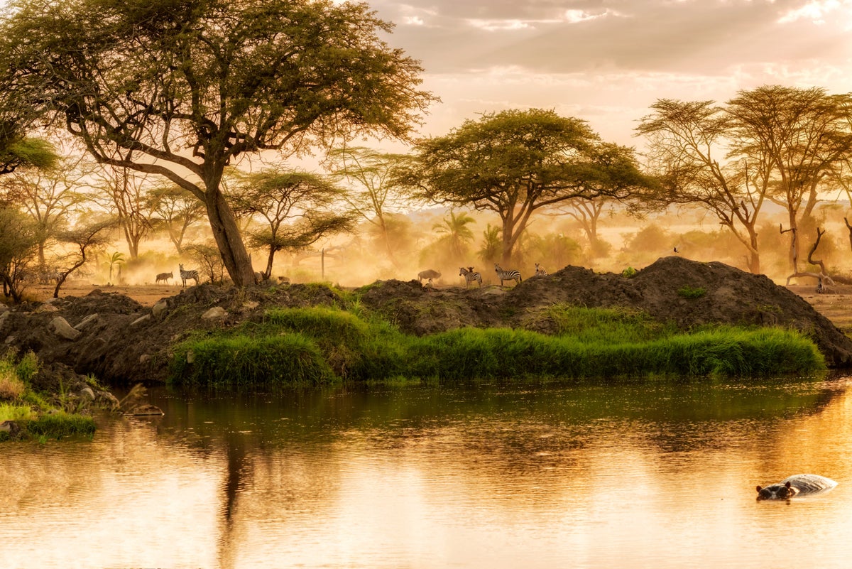 Animals enjoy the sunset in The Serengeti National Park in Tanzania.