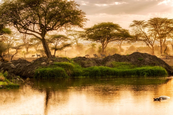 Animals enjoy the sunset in The Serengeti National Park in Tanzania. Animals enjoy the sunset in The Serengeti National Park in Tanzania.