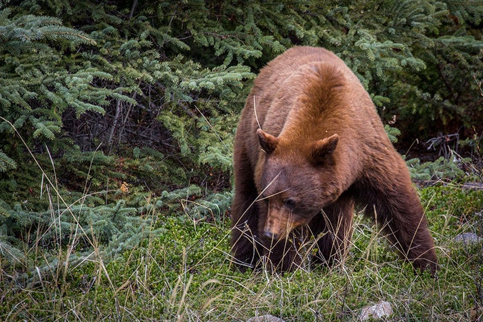 Wildlife Viewing Jasper National Park
