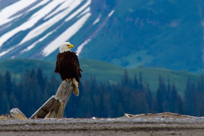 Bald Eagle Lake Clark National Park
