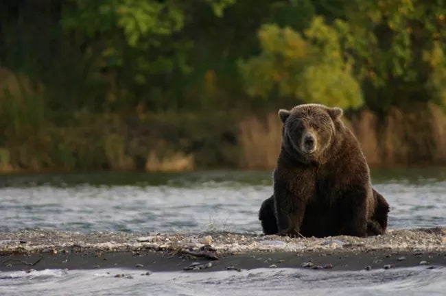 Bear Watching Katmai Bear Watching Katmai