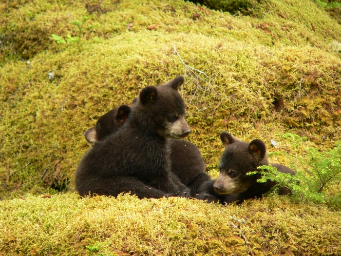 Black Bear Cubs