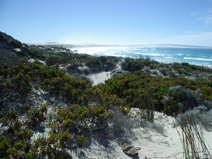 Cactus Beach Cactus Beach