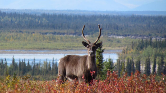 Caribou Kobuk River Caribou Kobuk River