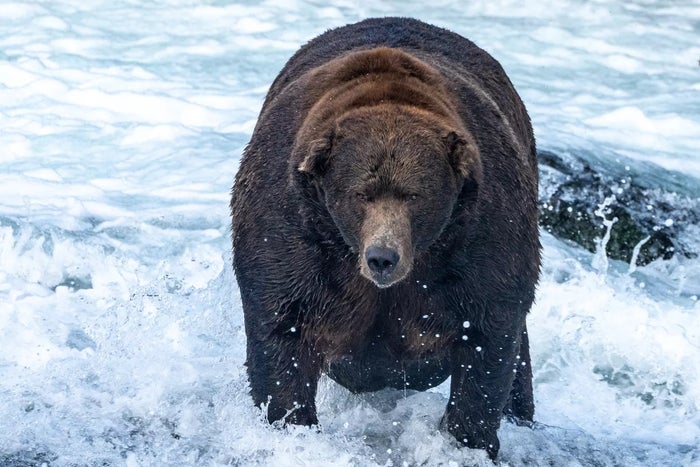Fat Bear Week Fat Bear Week