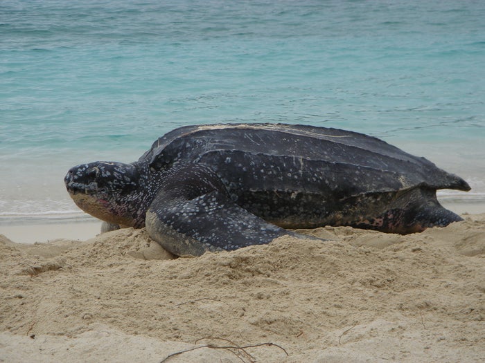 Leatherback Nesting Leatherback Nesting