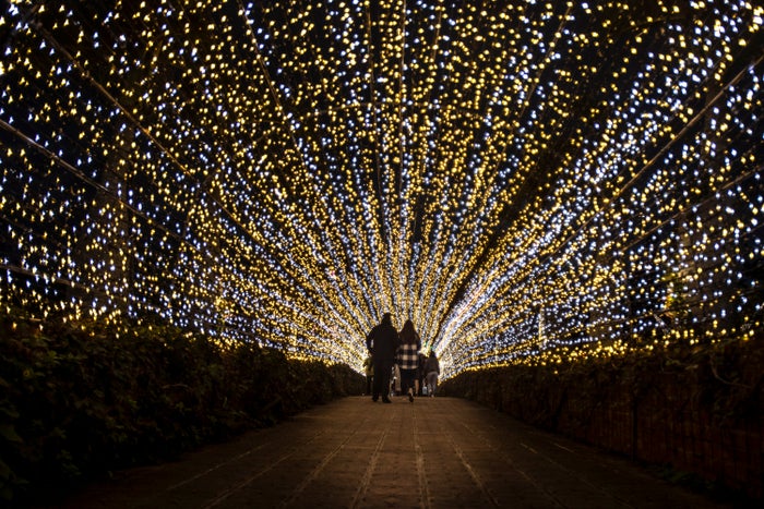 Lighted Gardens with Family Walking Japan Lighted Gardens with Family Walking Japan