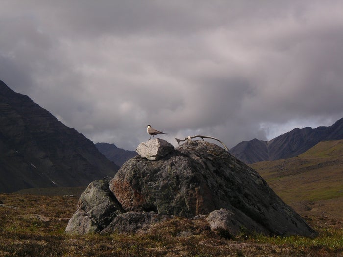 Long tailed Jaeger and antler Long tailed Jaeger and antler